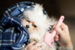 Sleepy dog being brushed